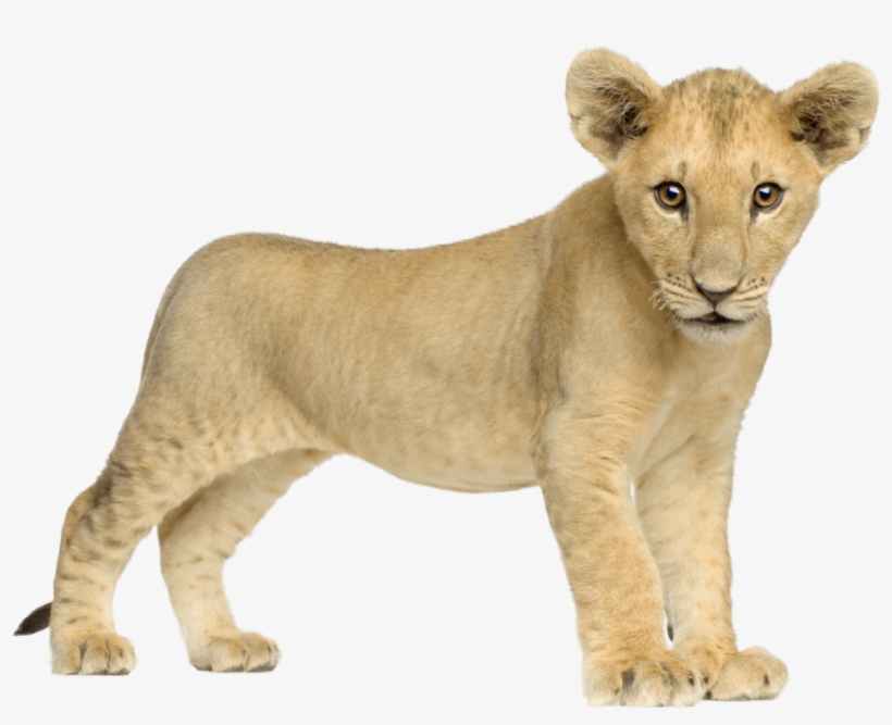 Baby Lion Front - Baby Lion Png, transparent png