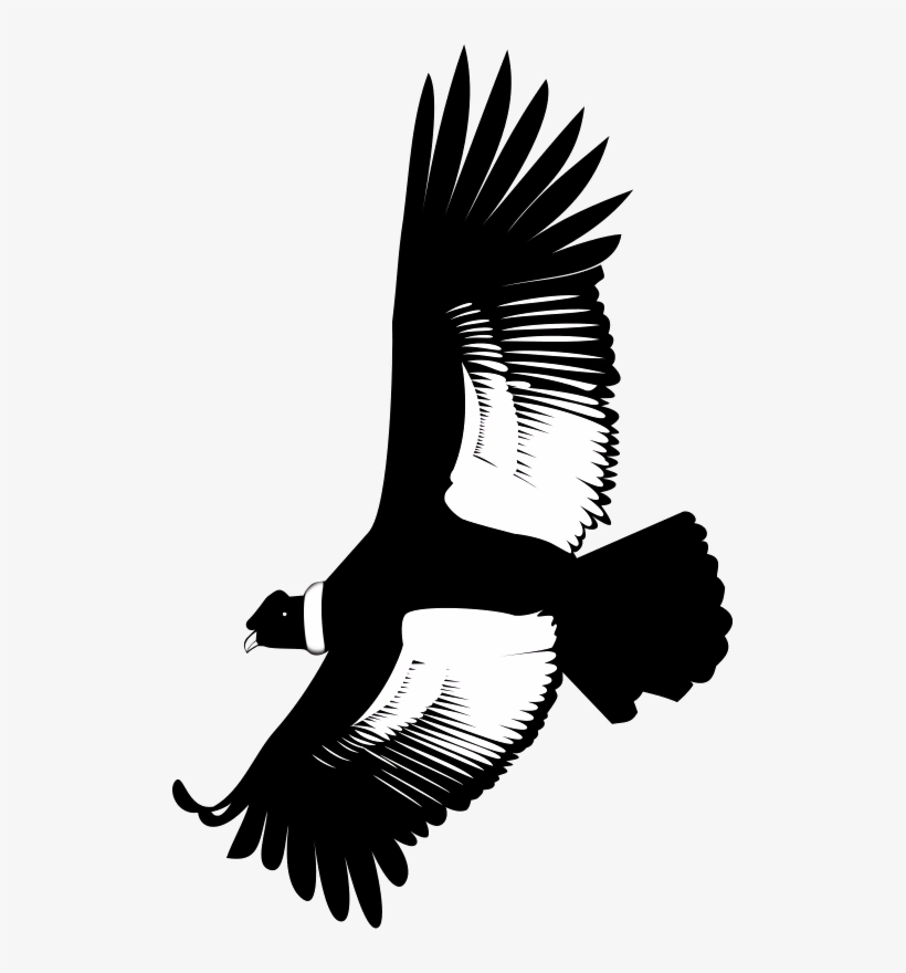 Fliegender The Bald Eagle - Condor Clip Art, transparent png