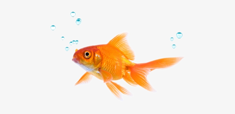 Fish - Salt And Water Balance And Waste Removal, transparent png