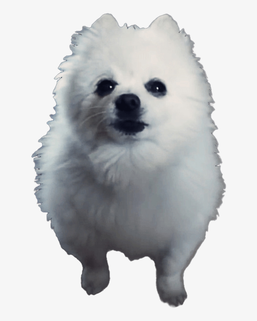 Gabe The Dog - Gabe The Dog Png, transparent png