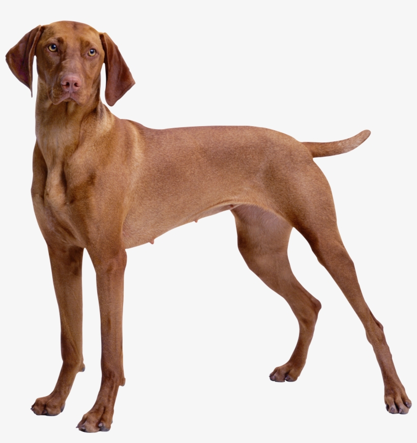 Brown Dog Png Clipart - Brown Dog Png - 2653x2721 PNG Download - PNGkit