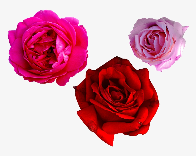 Pink Rose Png Free - Rose, transparent png