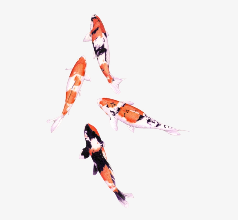 Floating Koi - Koi Fish Drawing Watercolor, transparent png