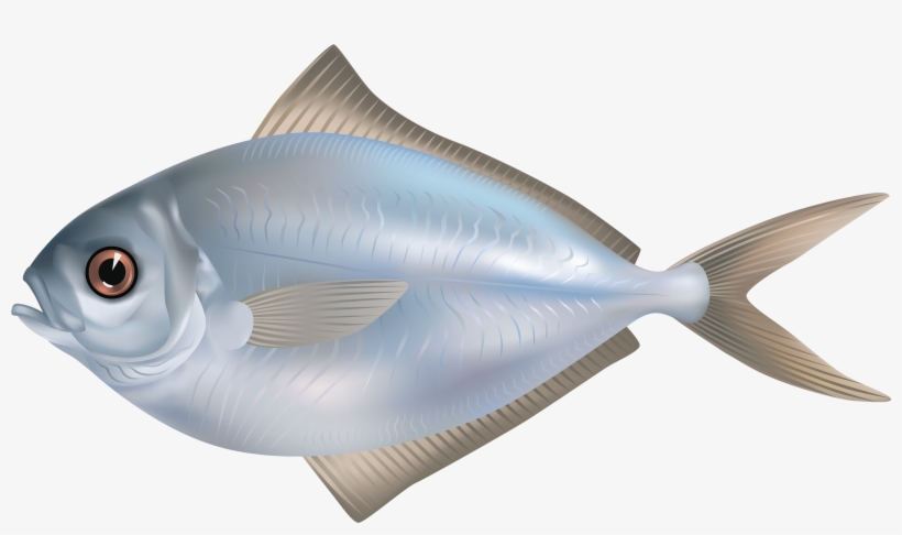 Grey Butter Fish Png Clipart Image - Fish, transparent png
