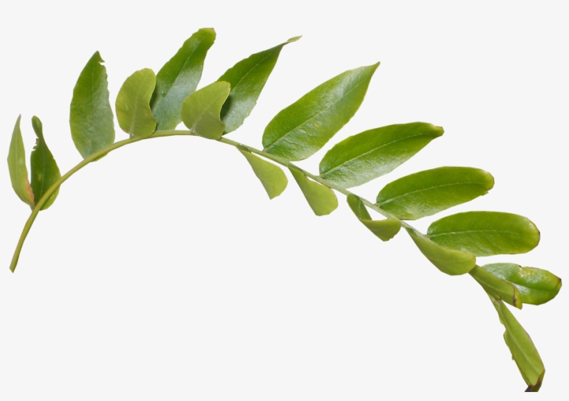 Leaves Png Hd - Hd Leaves Png, transparent png