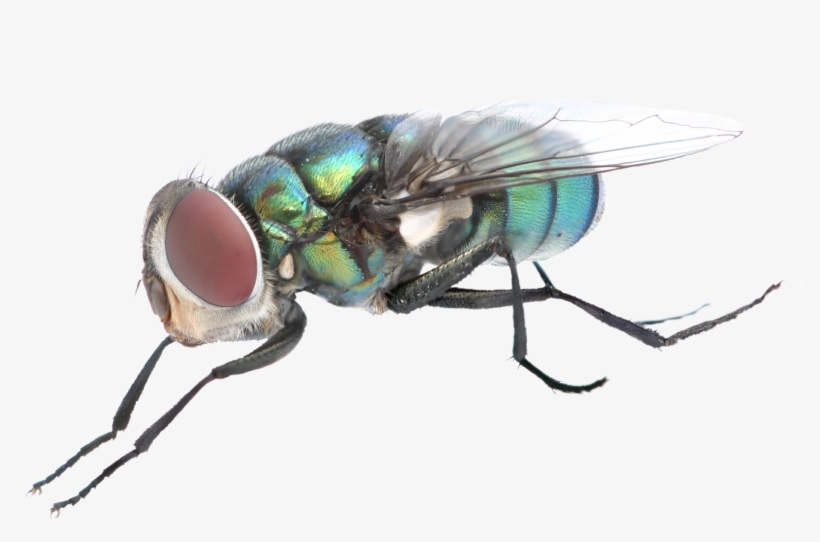 Fly Png Background Image - Portable Network Graphics, transparent png