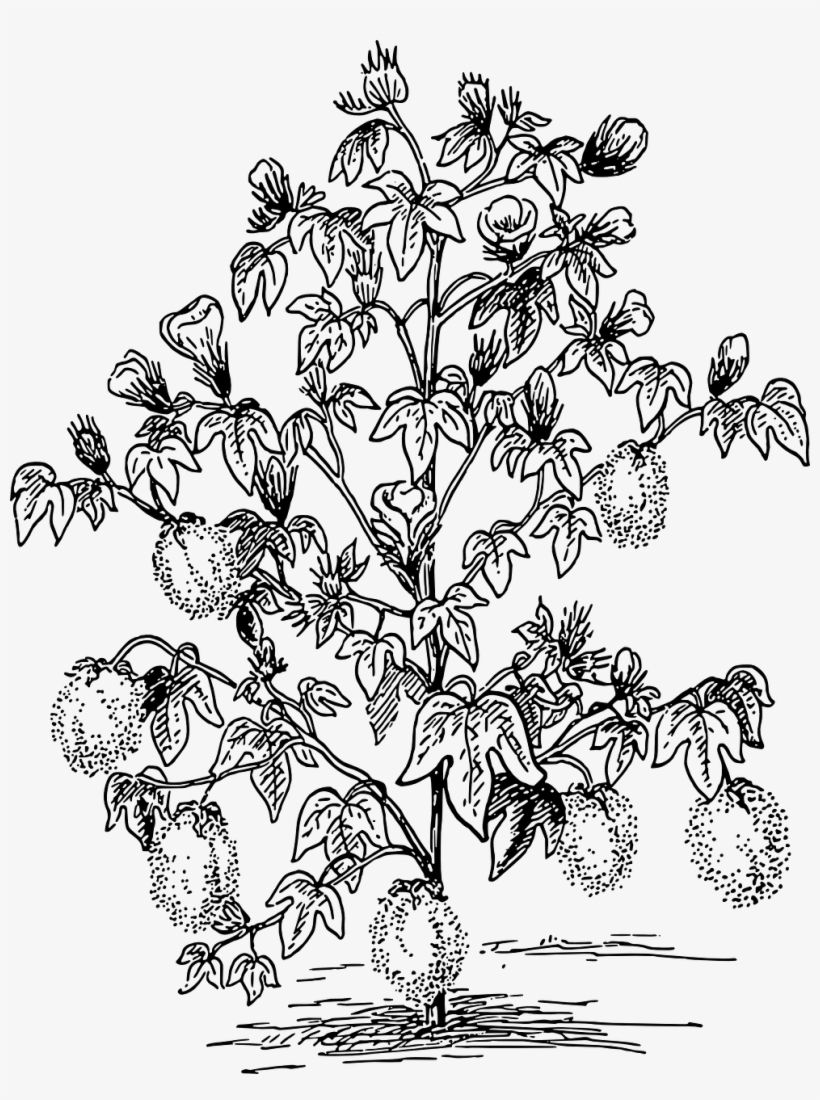 How To Set Use Cotton Plant Clipart - Outline Of Cotton Plant, transparent png
