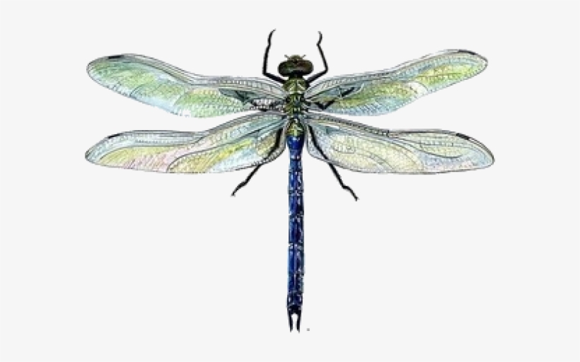 Clip Black And White Stock Dragonflies Drawing Watercolor - Dragonfly Drawing Colour, transparent png