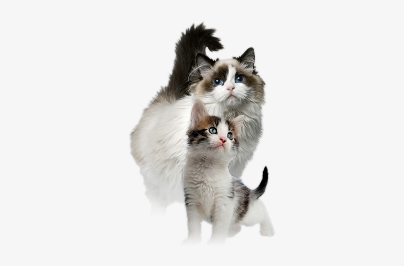 Caring For Kittens And Cats - Ragdoll Cat, transparent png