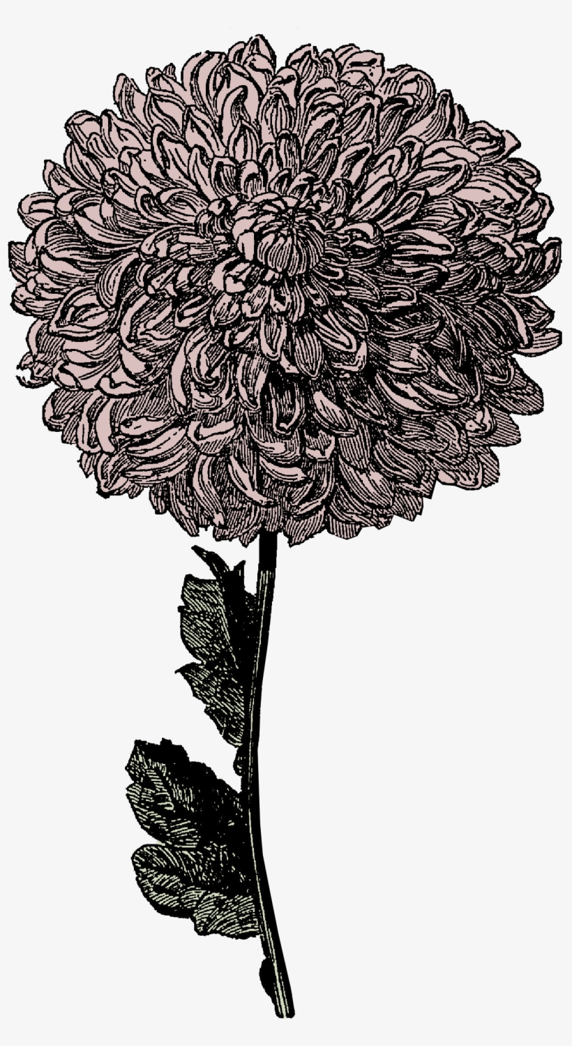 Frozen - Chrysanthemum Drawing Transparent, transparent png