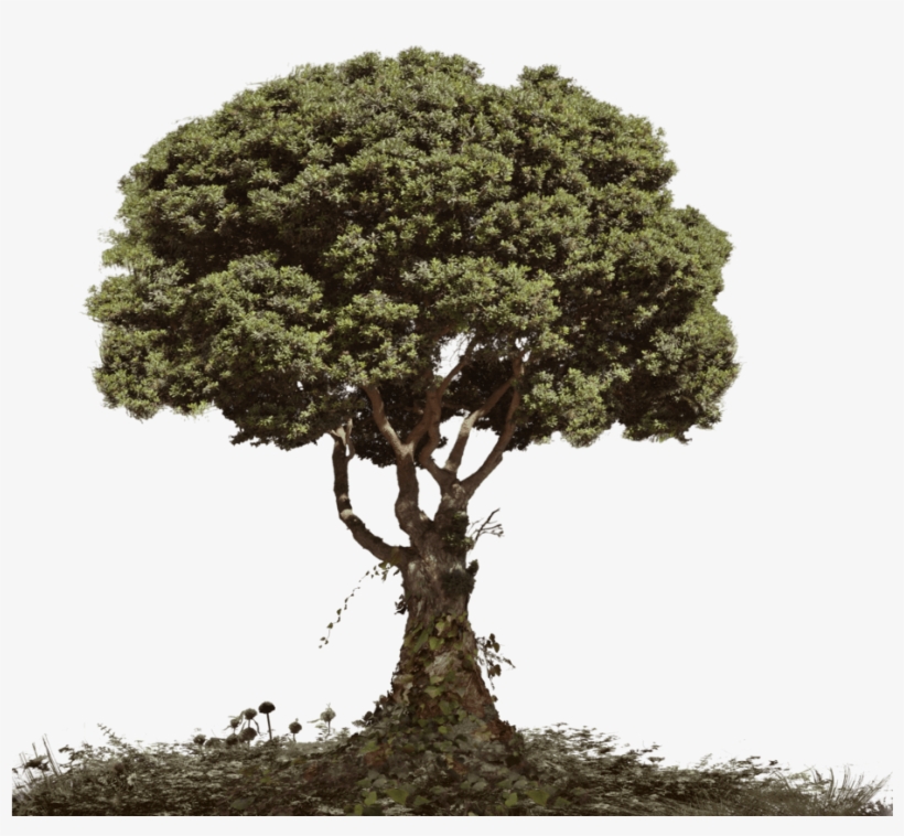 Right Click To Free Download This Logo Of The "tree - Tree With Soil Png, transparent png