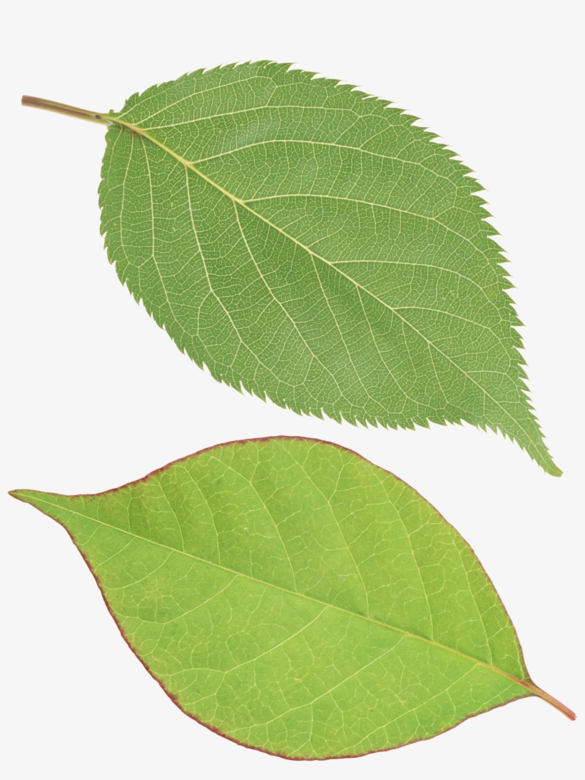 Green Leaf Png - Leaf Png, transparent png