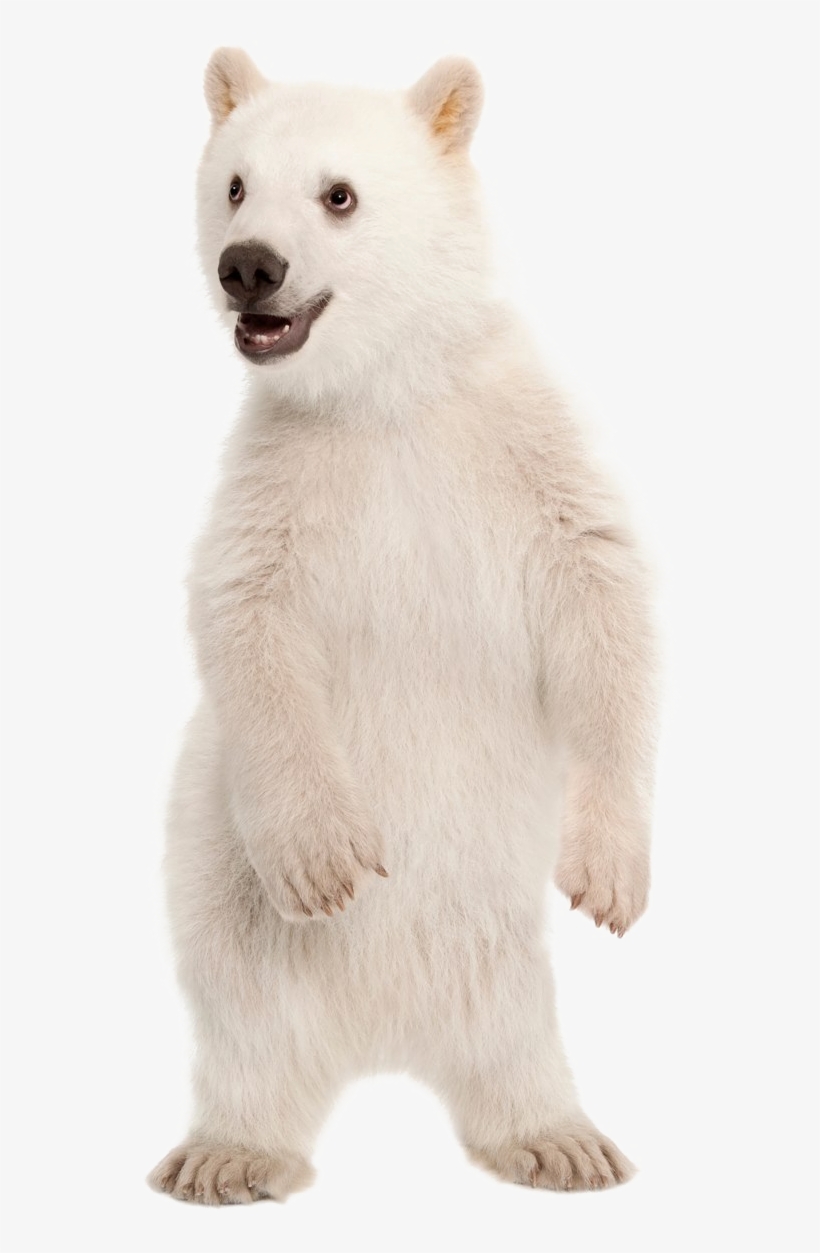 Polar Bear Png Pic - Polar Bear Standing Up Png - 1200x1200 PNG