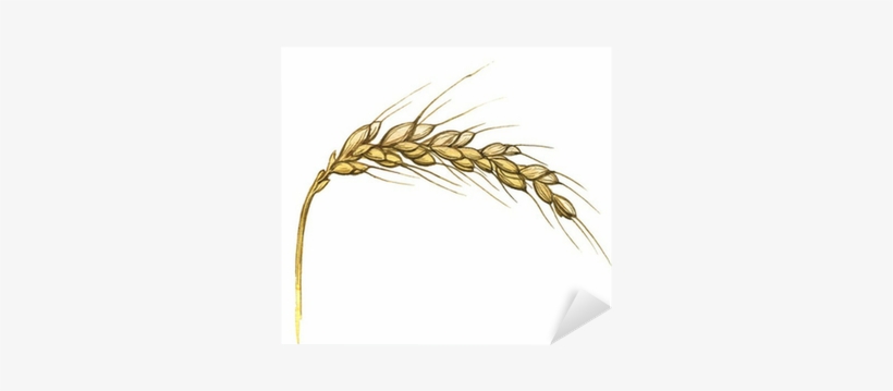 Watercolor Illustration Of Wheat Ear On White Sticker - Illustration, transparent png