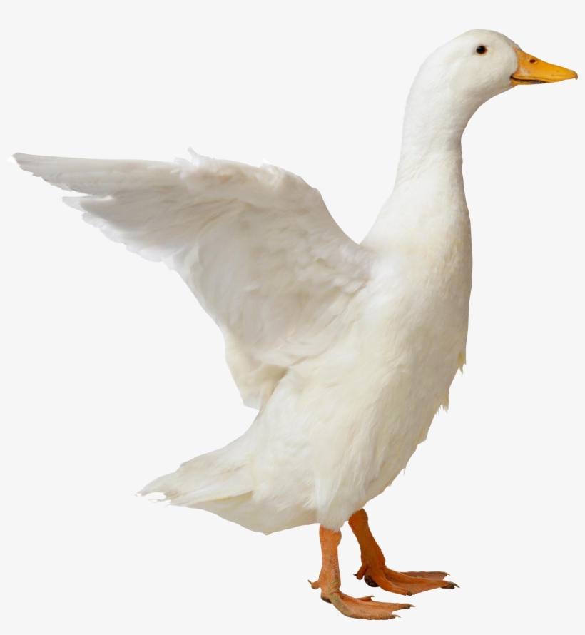 Duck Png, transparent png