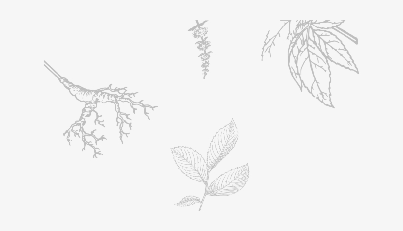 Root And Flower - Roots Of Flower Transparent, transparent png