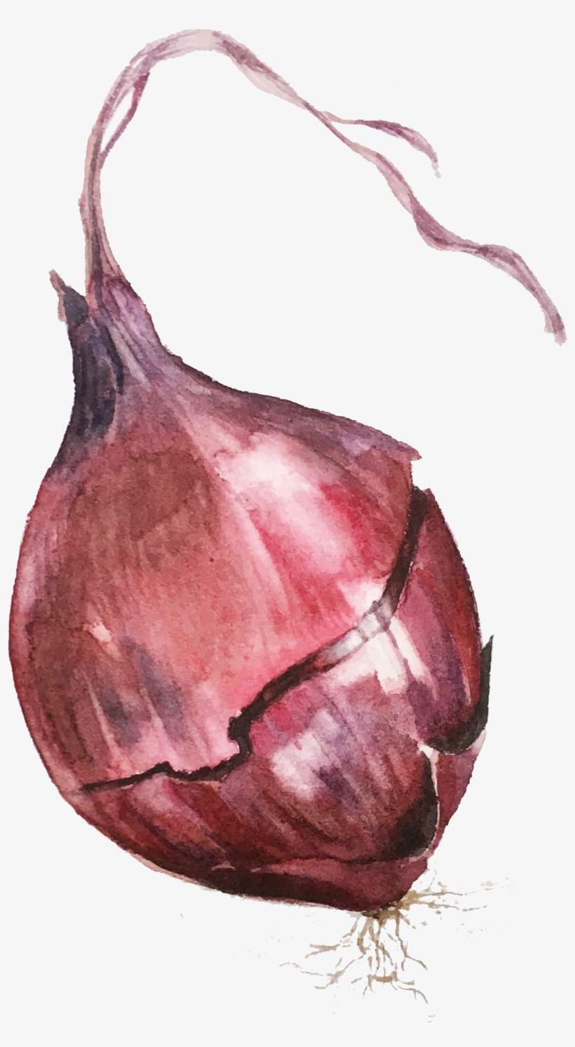 Black Eyed Susans - Red Onion, transparent png