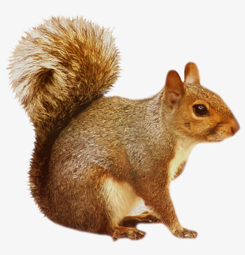 Squirrel Transparent, transparent png