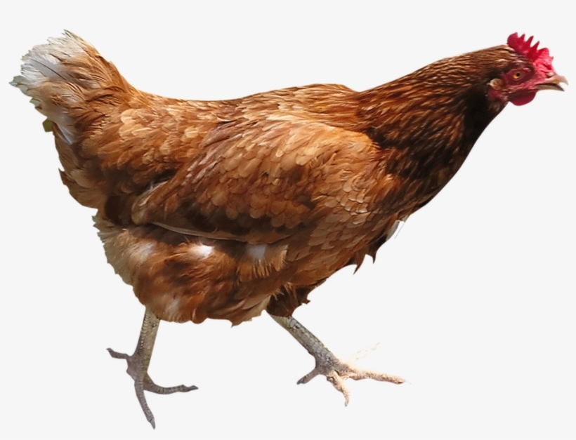 Chicken Png Image - Brown Chicken Png, transparent png