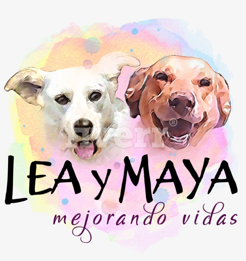 Labrador Retriever, transparent png