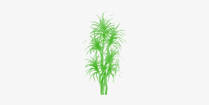 Bamboo Tree Clipart Png, Tree Png Plan, Tree Png Clipart, - Palm Trees, transparent png