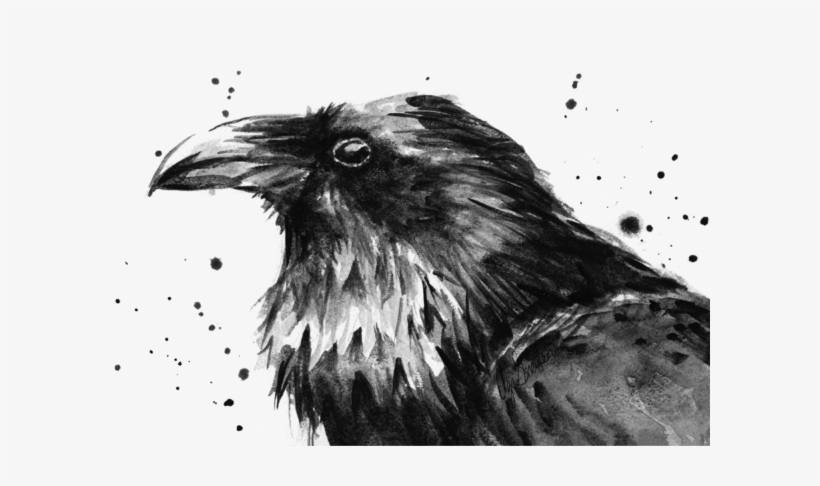 Drawing Raven Watercolor - Olga Shvartsur Birds, transparent png
