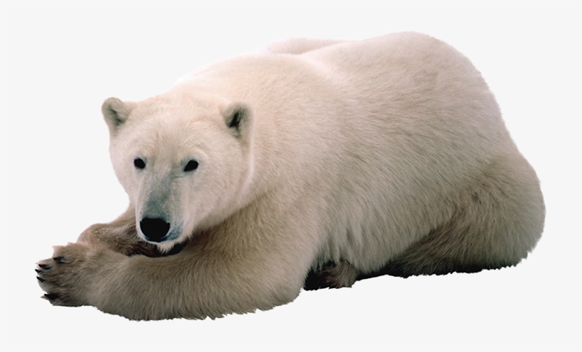 Oso Polar Con Png, transparent png