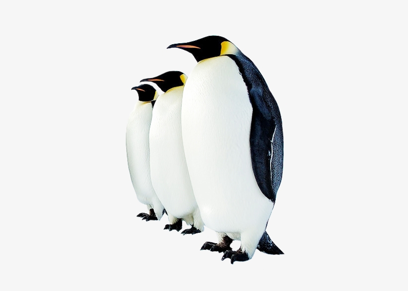 Penguin High-quality Png - Emperor Penguin Average Height - 363x504 PNG