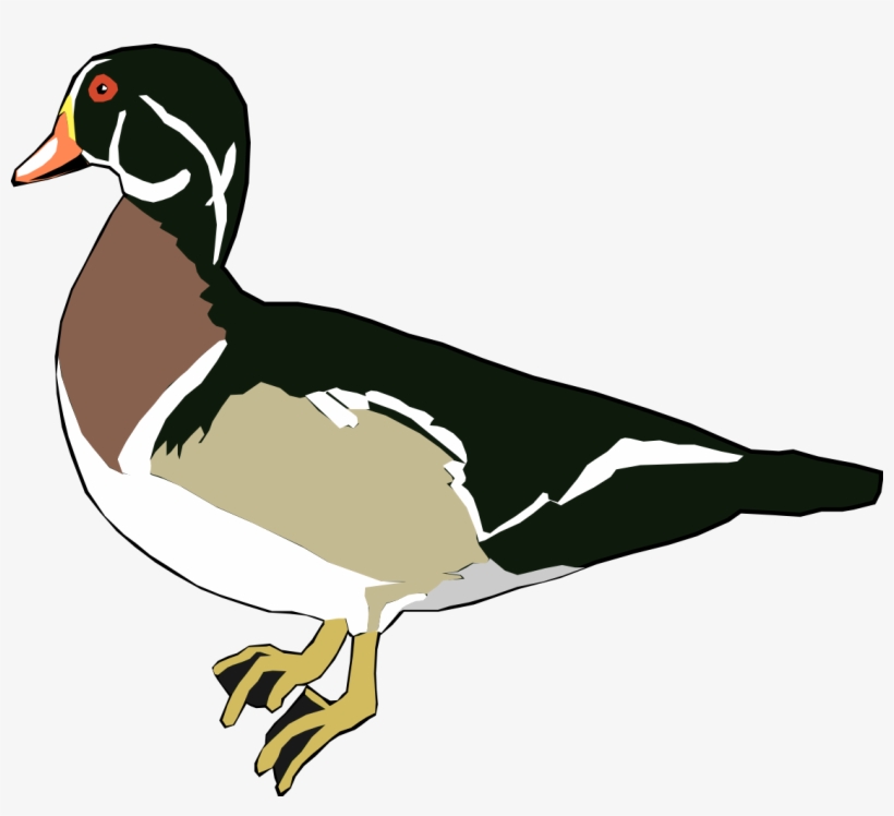 Clipart Duck Real Duck - Wood Duck Clipart, transparent png