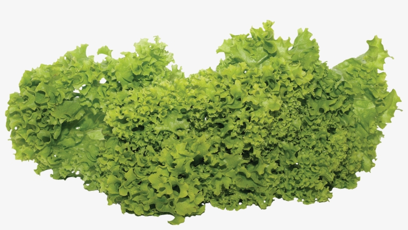 Vegetable Garden Png, transparent png