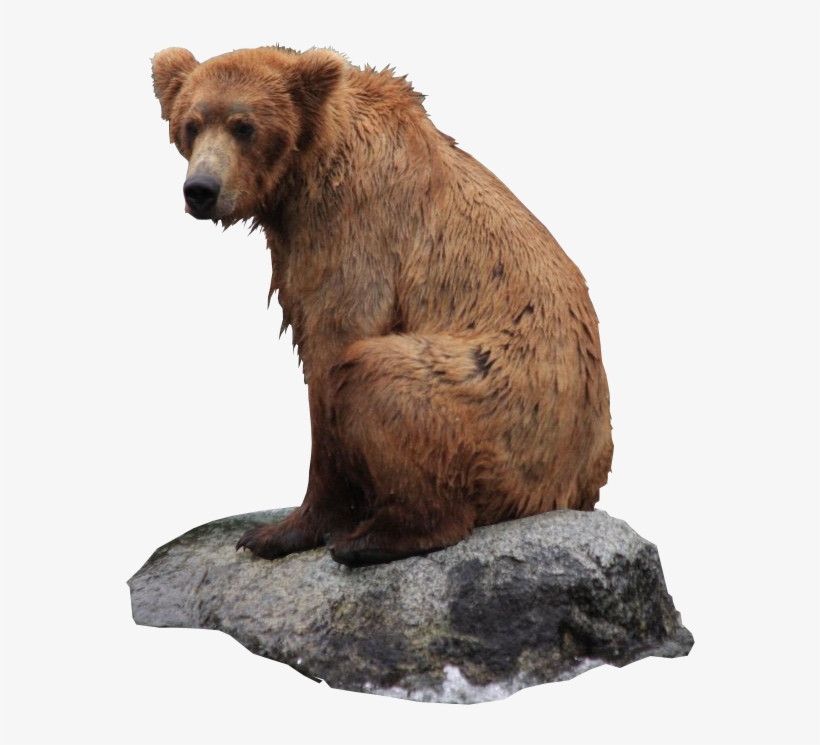 Bear Png, transparent png