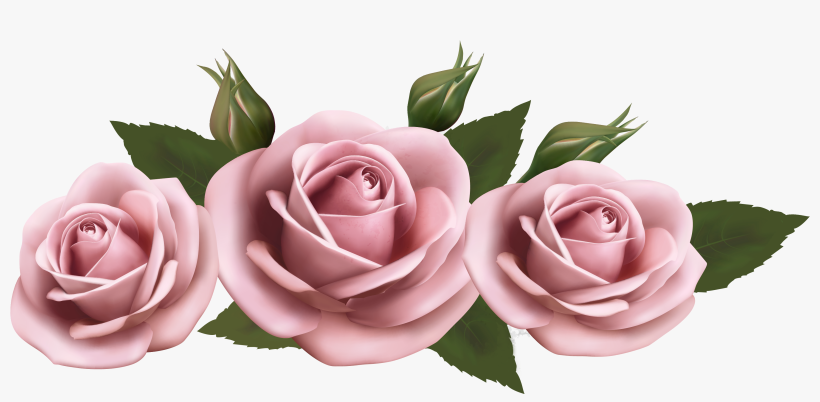 Beautiful Clipart Pink Rose - Pink Roses Transparent, transparent png