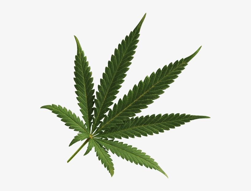 Cannabis Png Image - Cannabis Leaf Transparent Background, transparent png