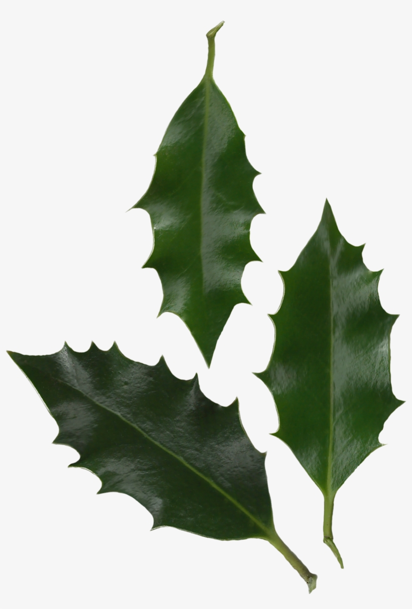 Holly Leaves Photo - Holly Leaf Png, transparent png