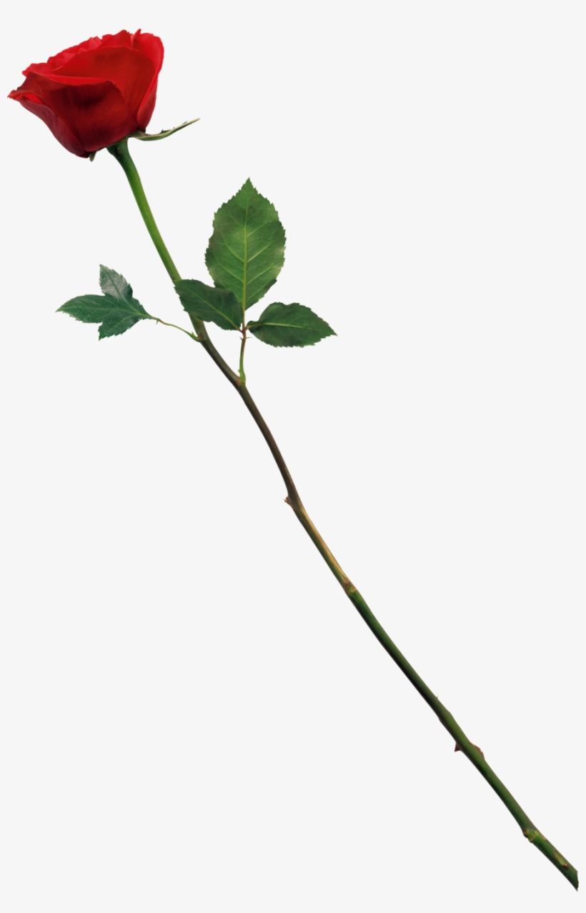 Red Rose By Marioara08 D57fjic - Love Cb Background Hd, transparent png