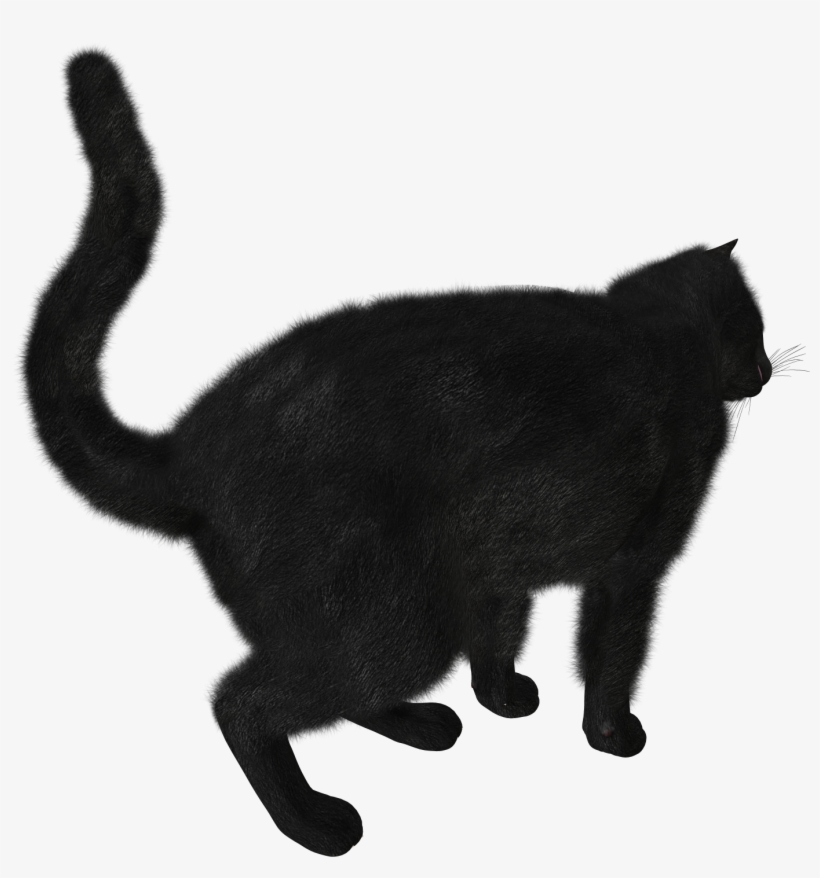 Cats Png Free Images, Download - Black Cat Transparent Png, transparent png