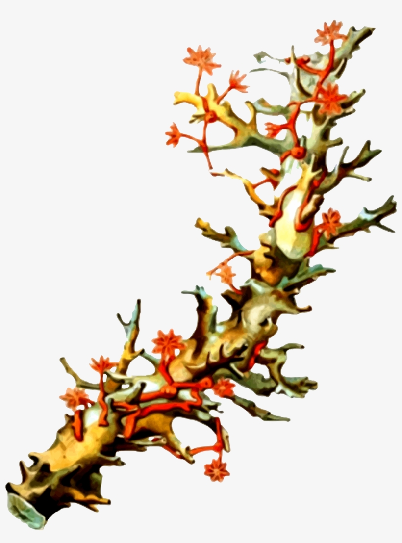 This Free Icons Png Design Of Coral 5, transparent png