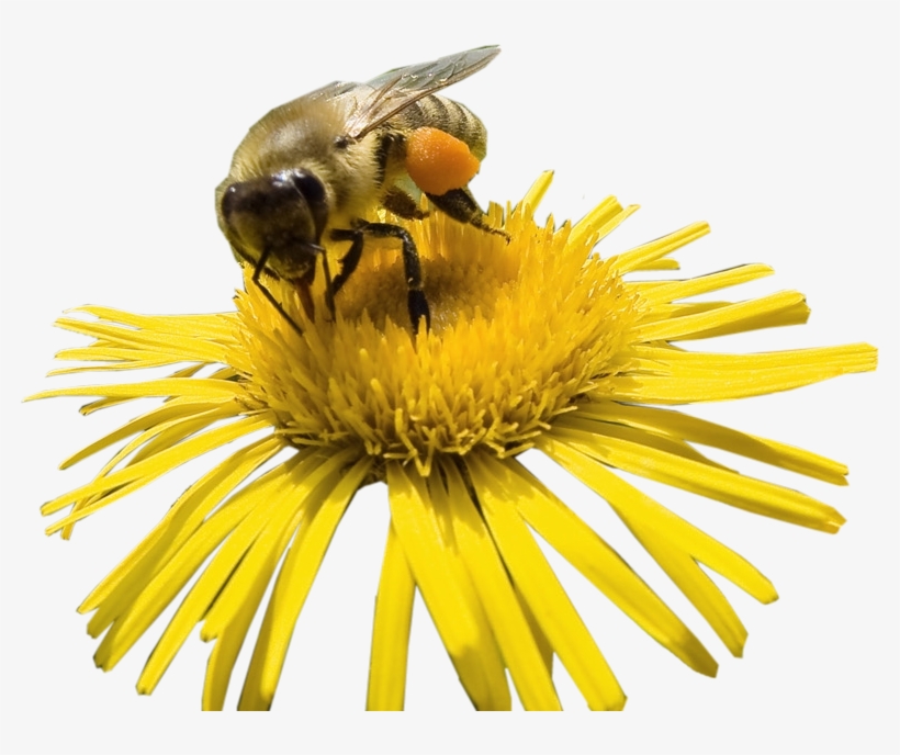 Index Of /images1/stock Photos Jpg Black And White - Bee On Flower Png, transparent png