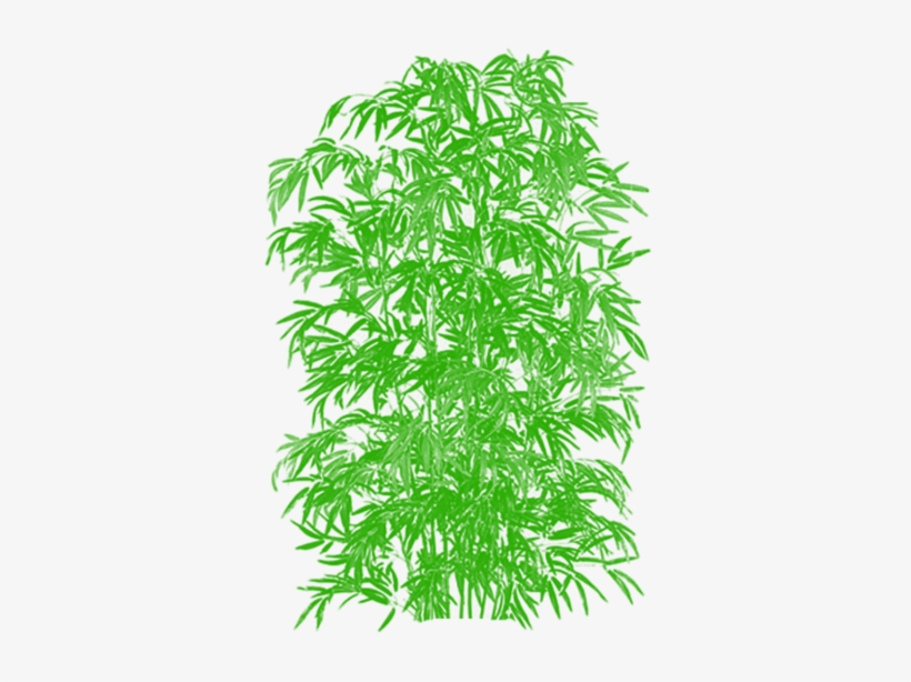 Bamboo Vector Clipart Cartoon Tree, Tree Png Plan, - Bamboo Trees, transparent png