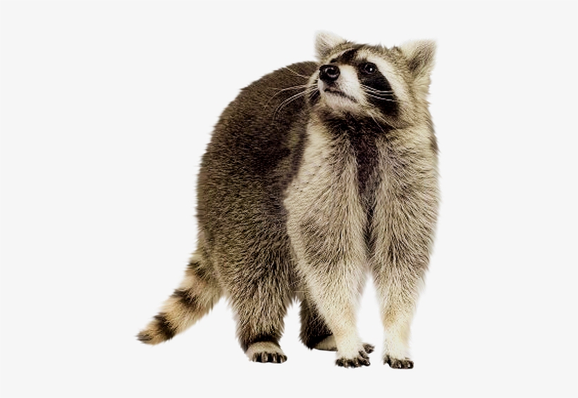 Share This Image - Raccoon Png, transparent png