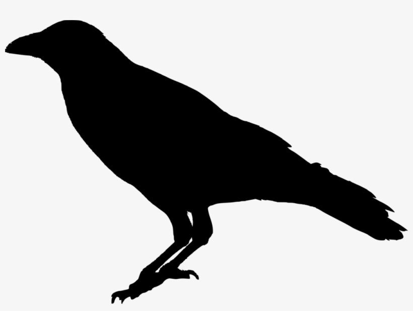 Raven Bird Png Transparent Image - Transparent Background Raven Transparent, transparent png