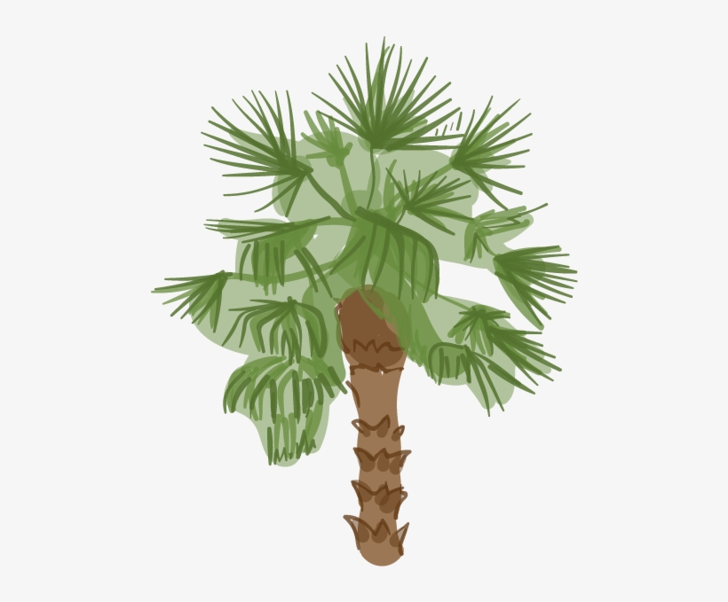 Canary Island Date Palm - Palm Outdoor, transparent png