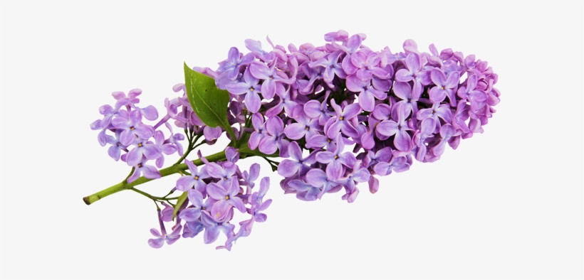 Transparent Lilac Clipart M=1366668000 - Lilac Flower Clip Art, transparent png