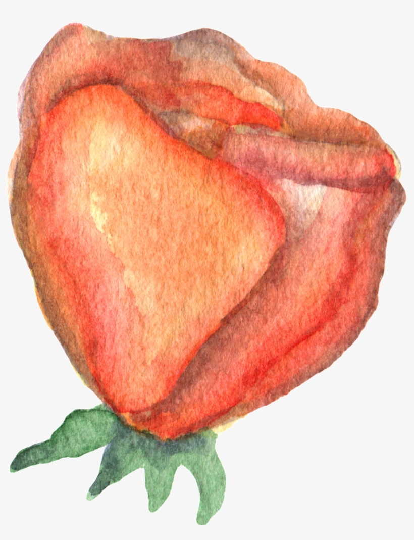 Hand Drawn Render Rose Watercolor Transparent - Watercolor Painting, transparent png