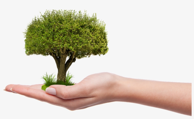 Tree-1247796 - Plant A Tree Png, transparent png