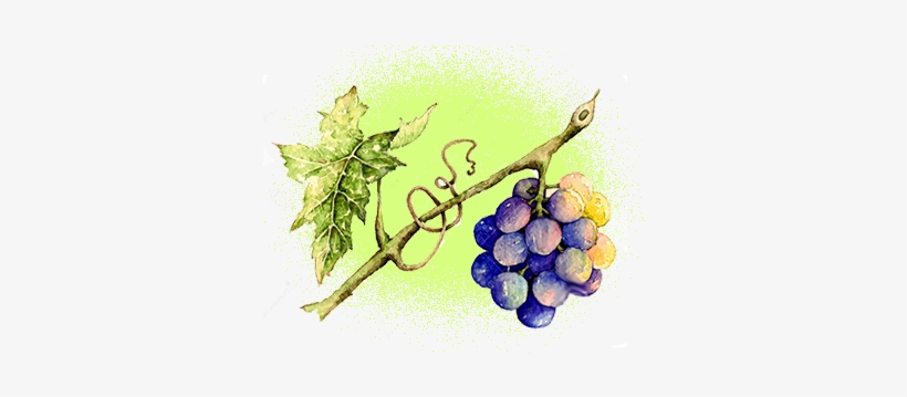 Organic Grapeseed Oil - Watercolor Painting, transparent png