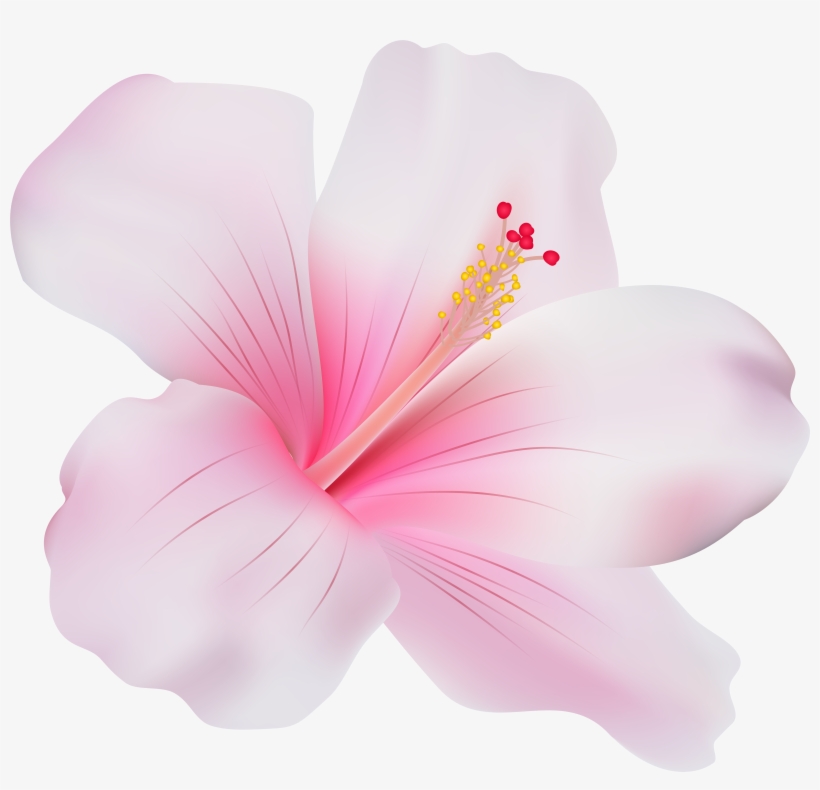 Pink Hibiscus Png Clip Art - Pink Hibiscus Flower Png, transparent png