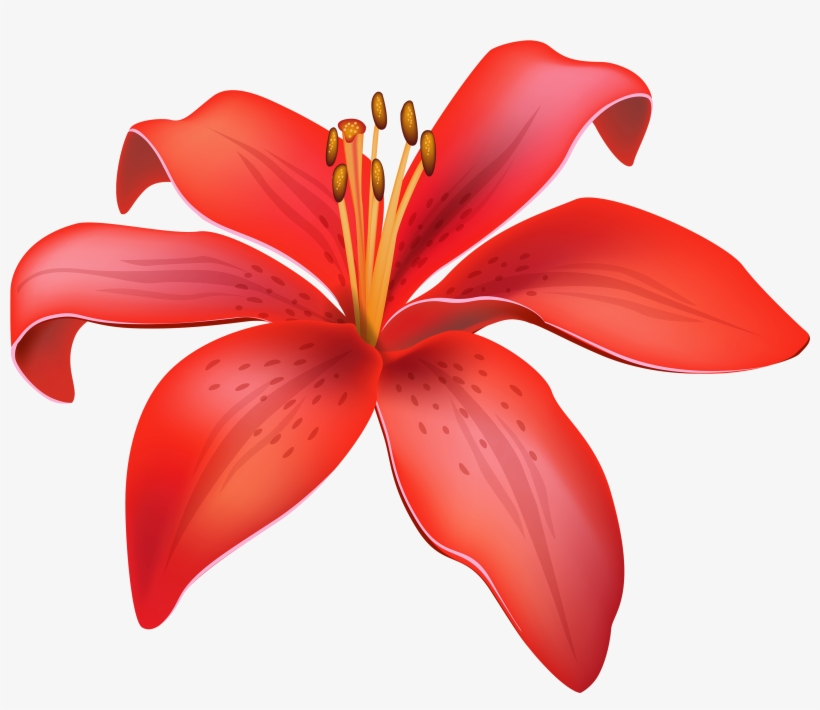 Red Lily Flower Png Clipart - Lily Clipart, transparent png
