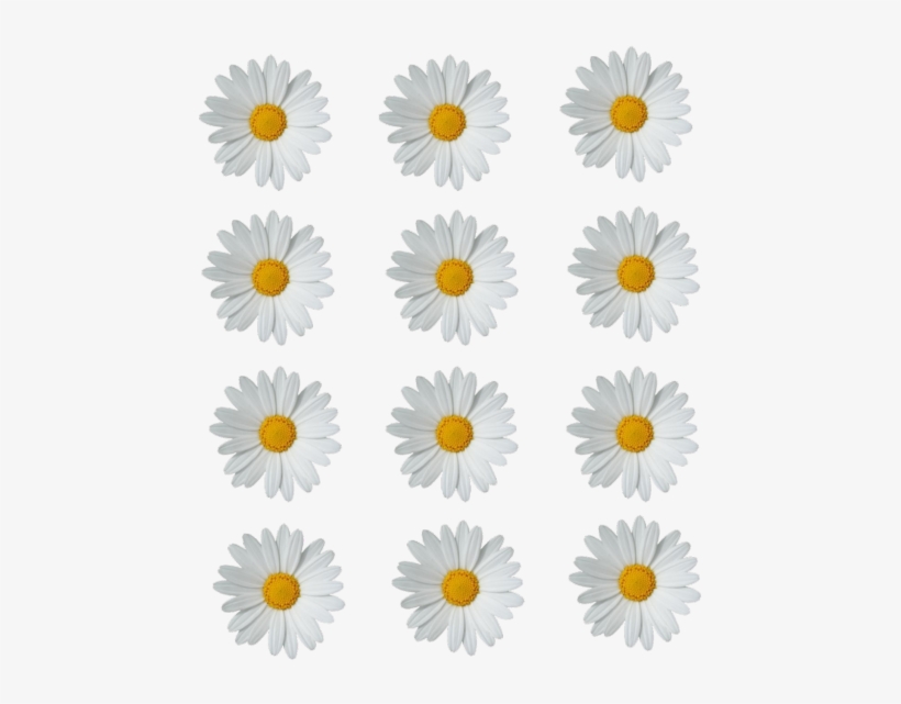 Tumblr Png, Flowers Nature, Beautiful Flowers, Margaritas - Daisy Png, transparent png
