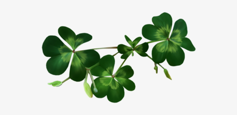 Irish Shamrock Png Download - Shamrocks Transparent, transparent png